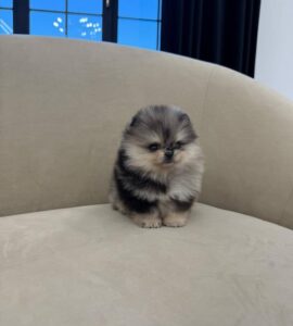 6e093132 62dd 4b02 99b4 44a4017d298a