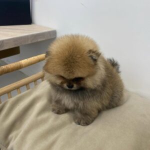 a0c27696 d315 45cc b8fe 071e0f16fc14